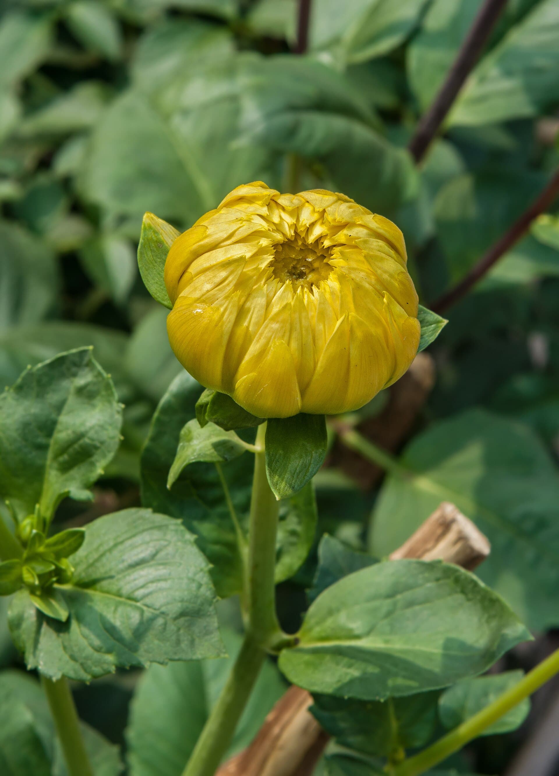 Reference image for Dahlia × hortensis