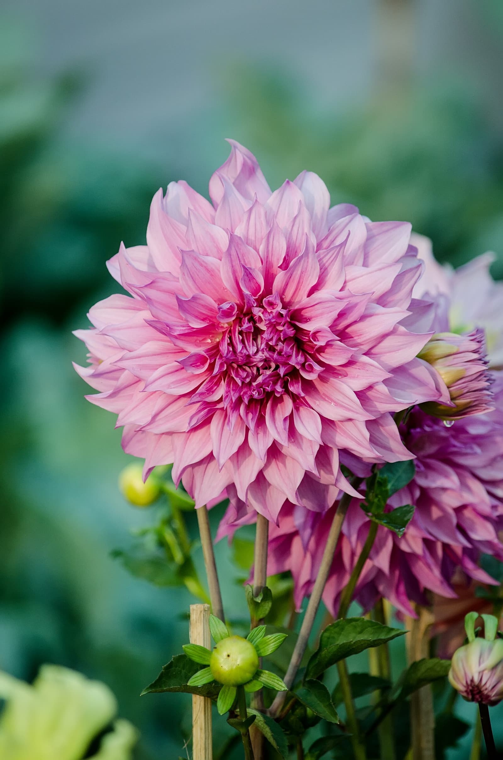 Reference image for Dahlia × hortensis