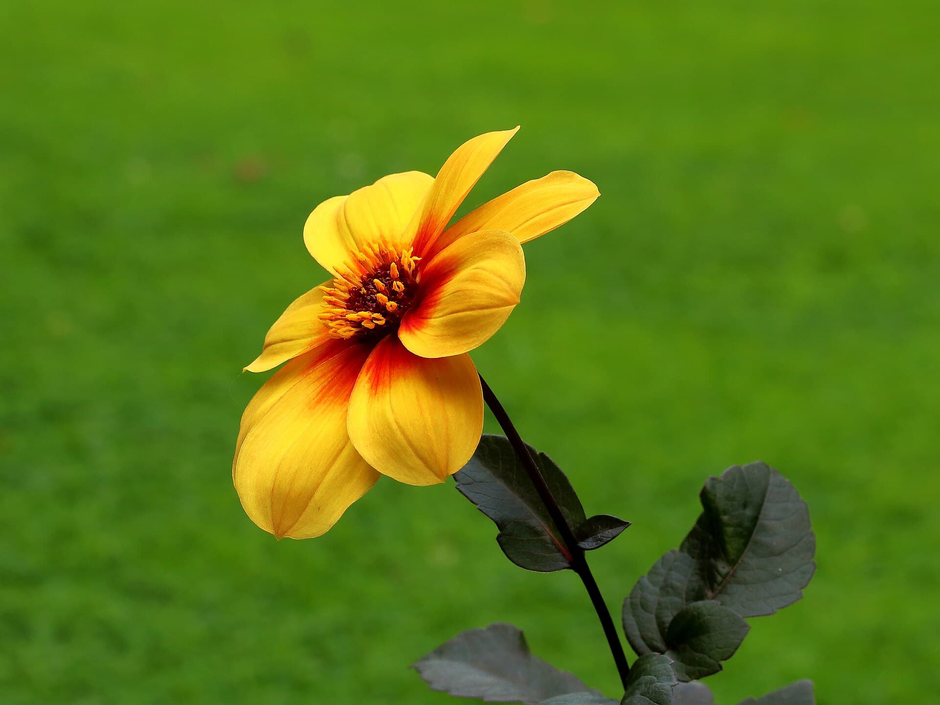 Reference image for Dahlia × hortensis
