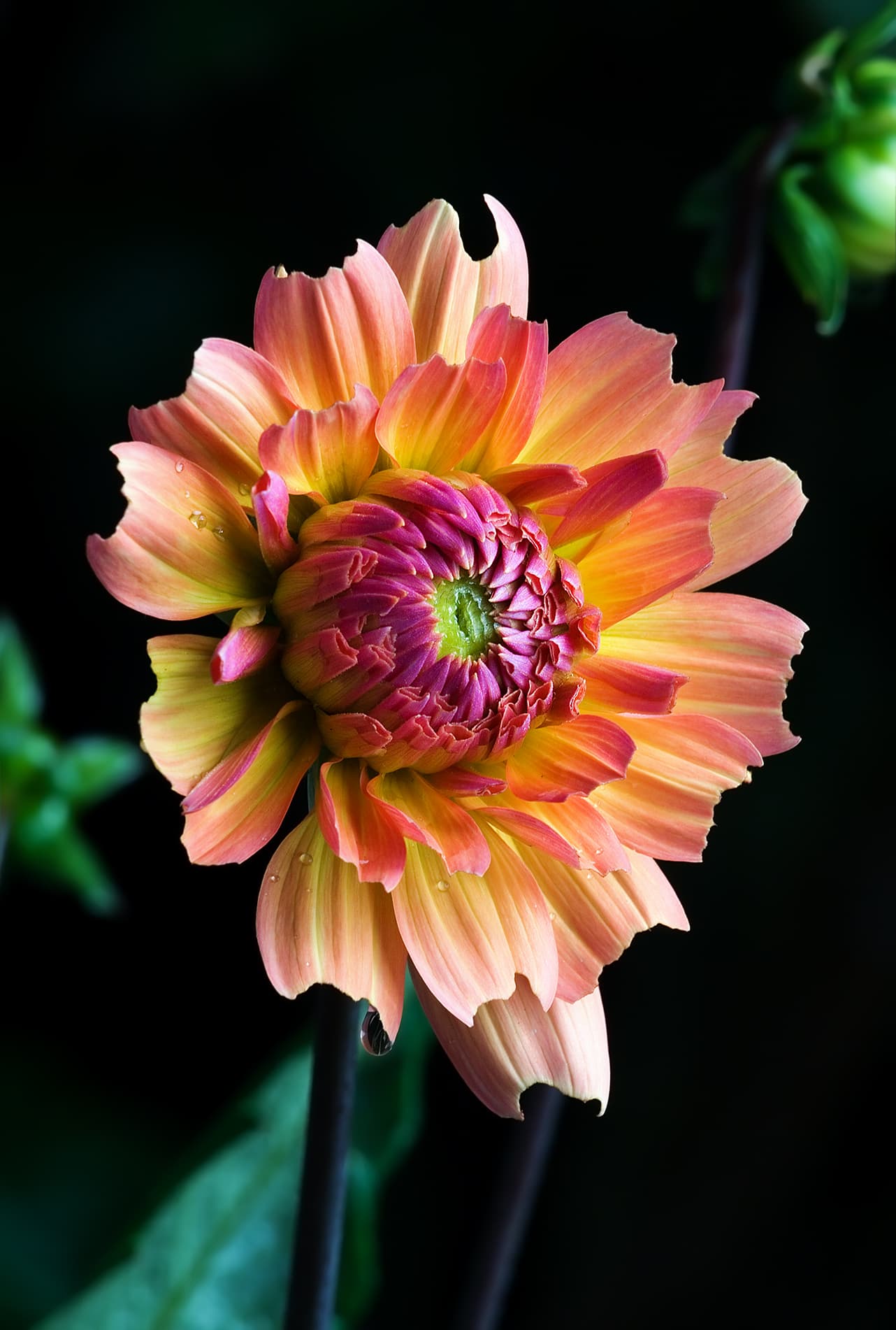 Reference image for Dahlia × hortensis