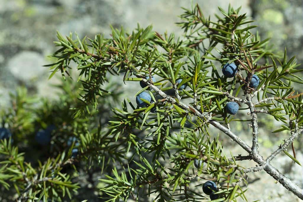 Mountain Juniper Seeds (Juniperus communis var. saxatilis)
