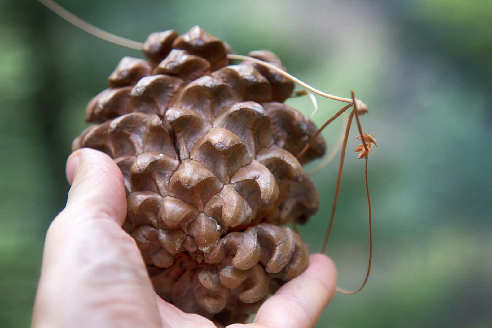 Pinus Roxburghii, Chir Pine Seeds