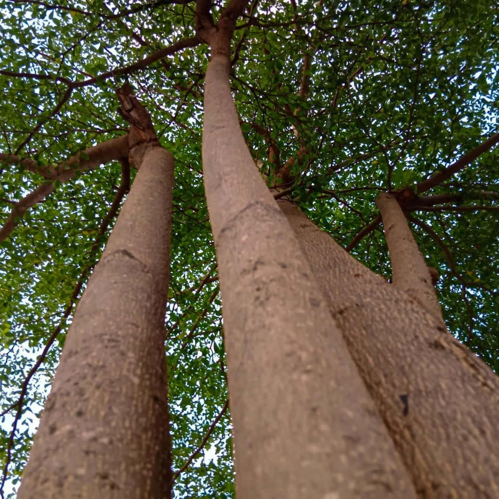 Terminalia mantaly Madagascar Almond Seeds