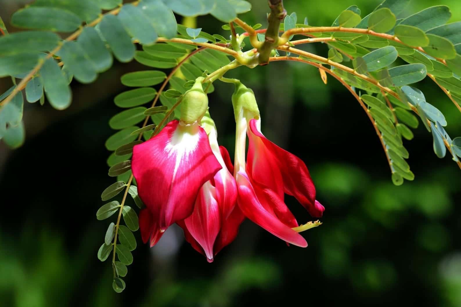 Sesbania grandiflora Agati Seeds