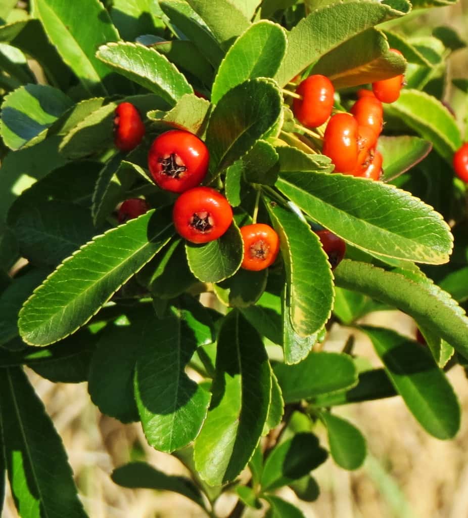 Pyracantha crenulata, Himalayan firethorn Seeds