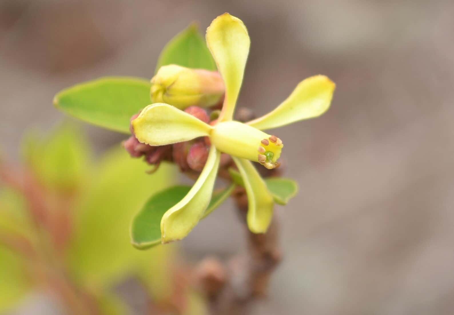 Chukrasia tabularis Chittagong Wood Seeds