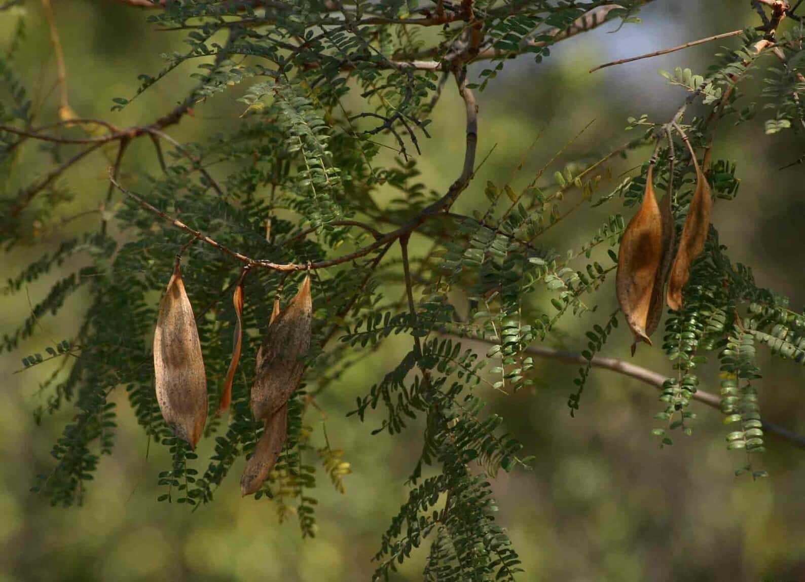 Peltophorum africanum Weeping Wattle Seeds