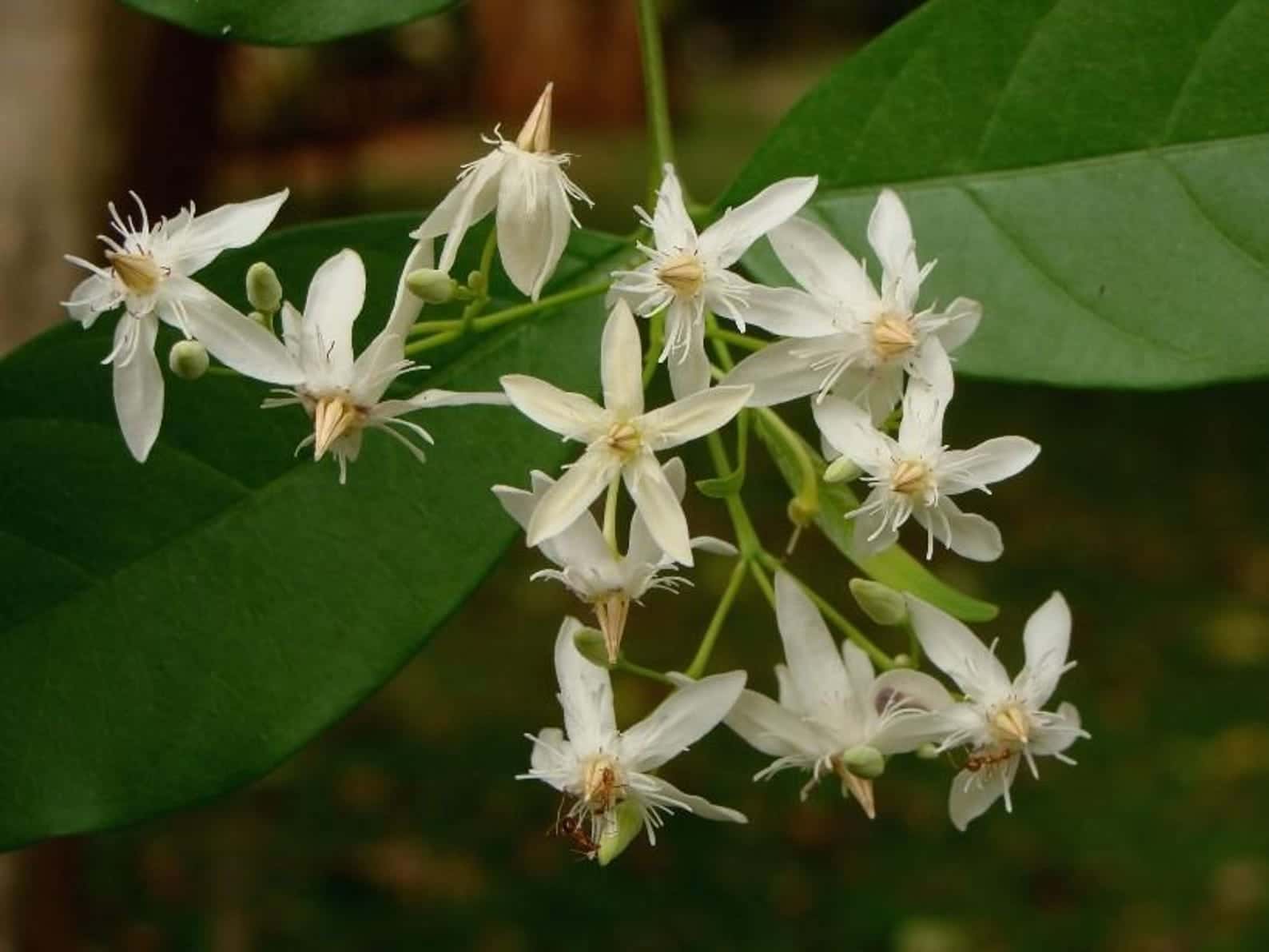 Wrightia tinctoria Sweet Indrajao Seeds