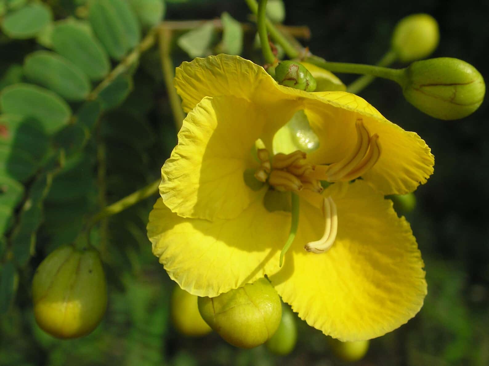 Senna auriculata Tanner's Cassia Seeds
