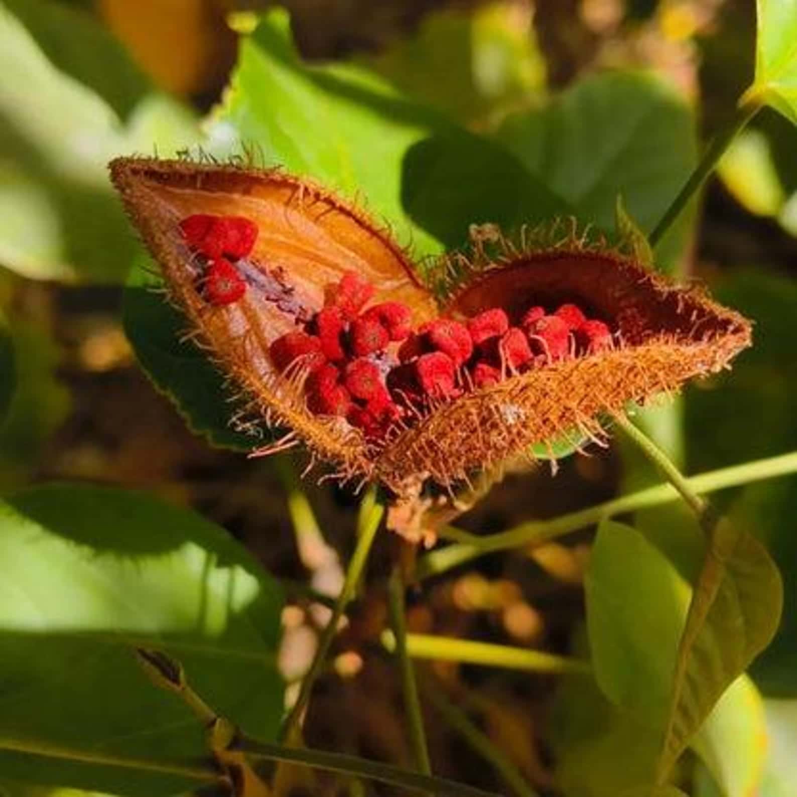 Bixa orellana Annatto Seeds