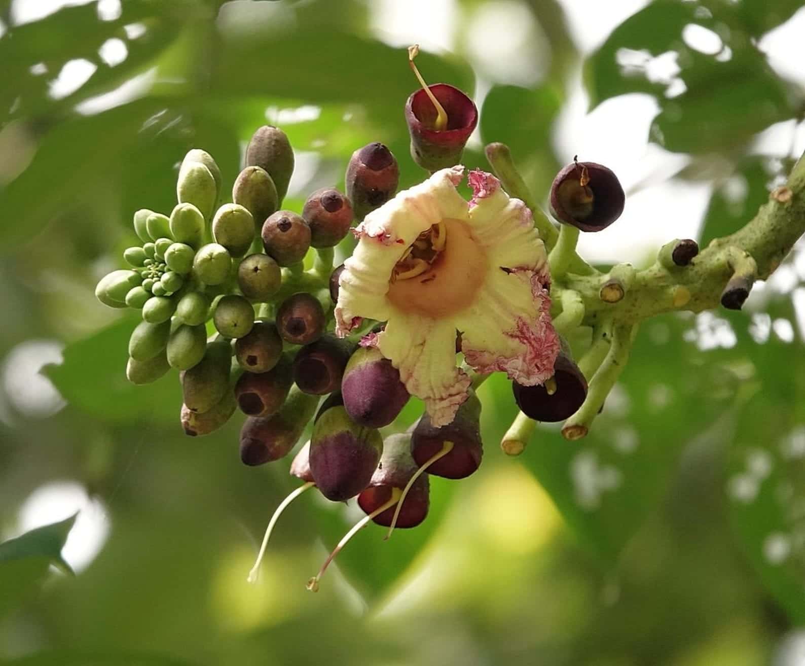 Oroxylum indicum Indian Trumpet Tree Seeds