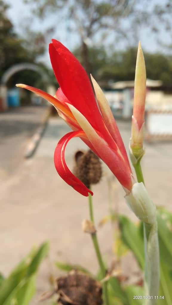 Canna indica Seeds