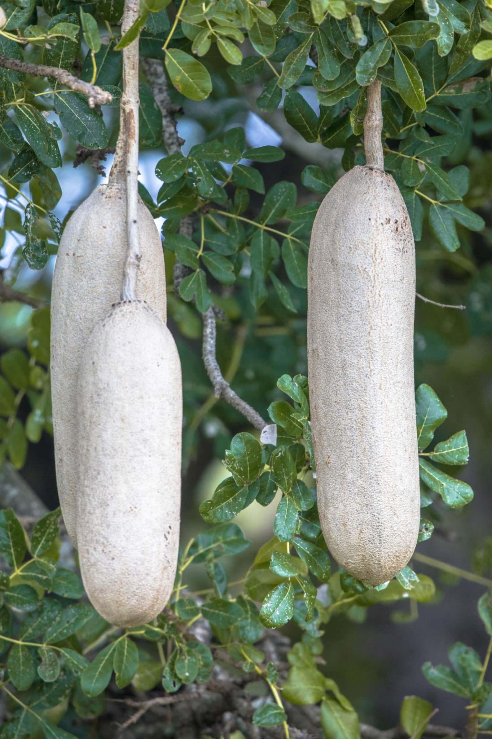 Kigelia pinnata Seeds