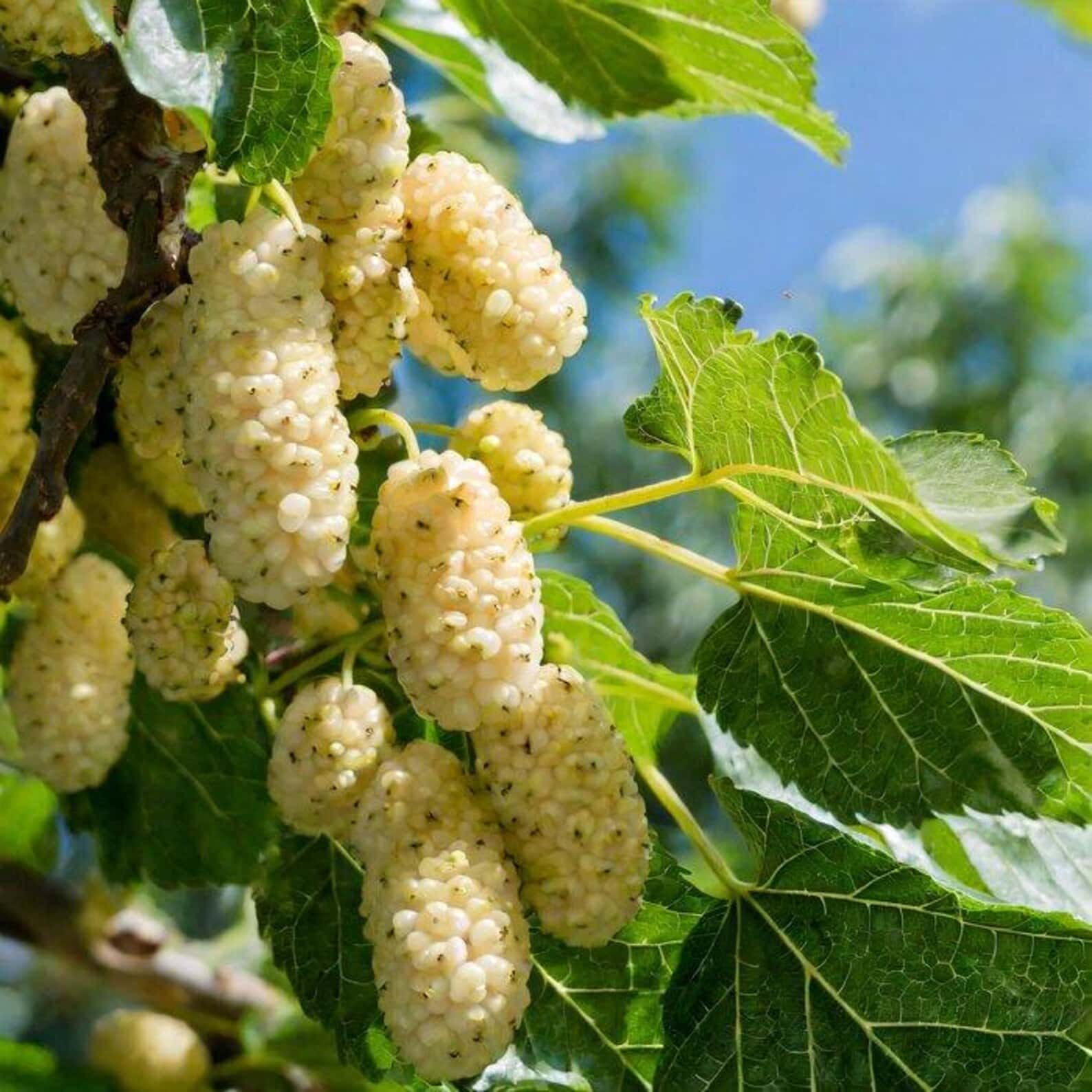 Morus alba White Mulberry Seeds