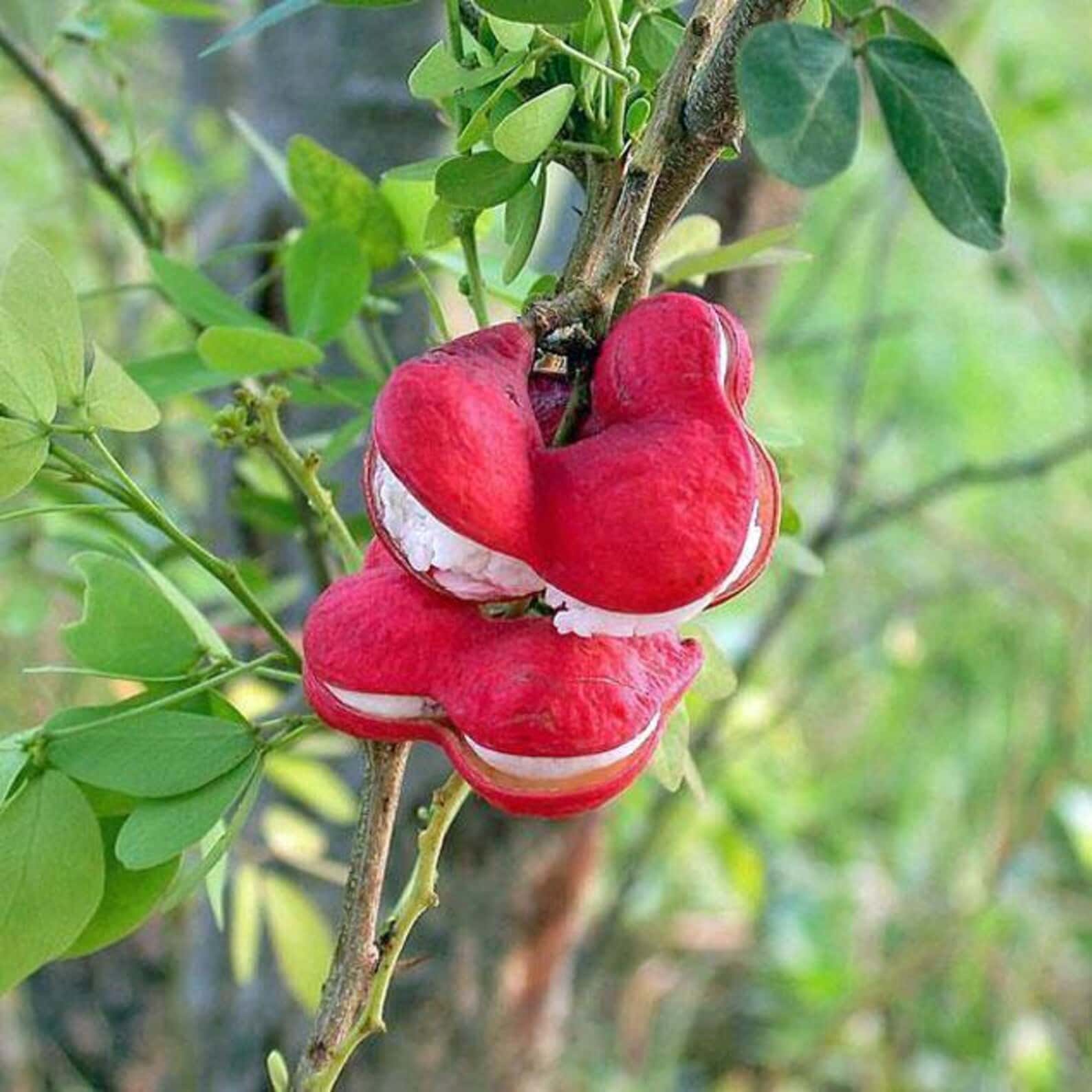 Pithecellobium dulce Manila Tamarind Seeds