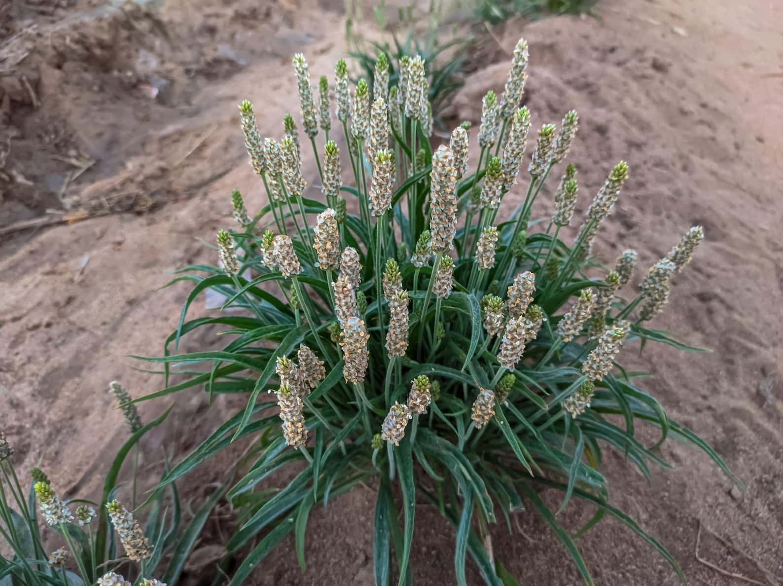 Plantago ovata Psyllium Seeds