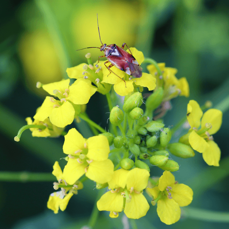 Yellow mustard Seeds