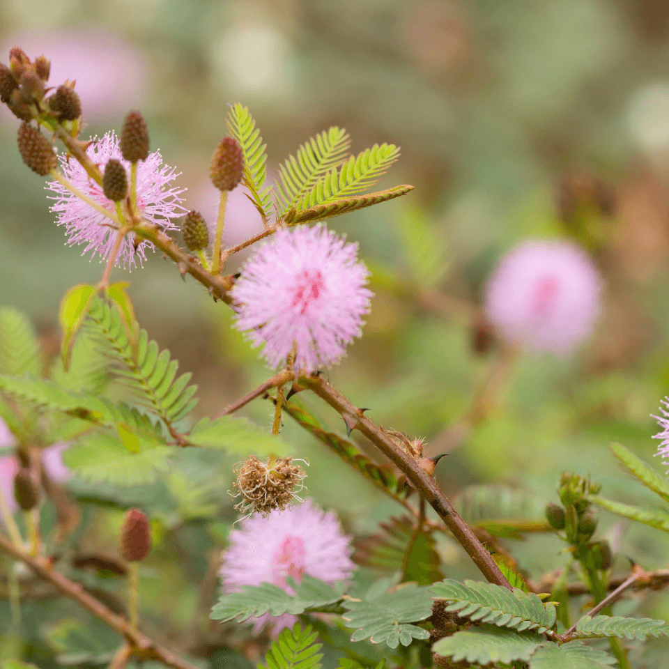 Mimosa Pudica, Touch me not Seeds