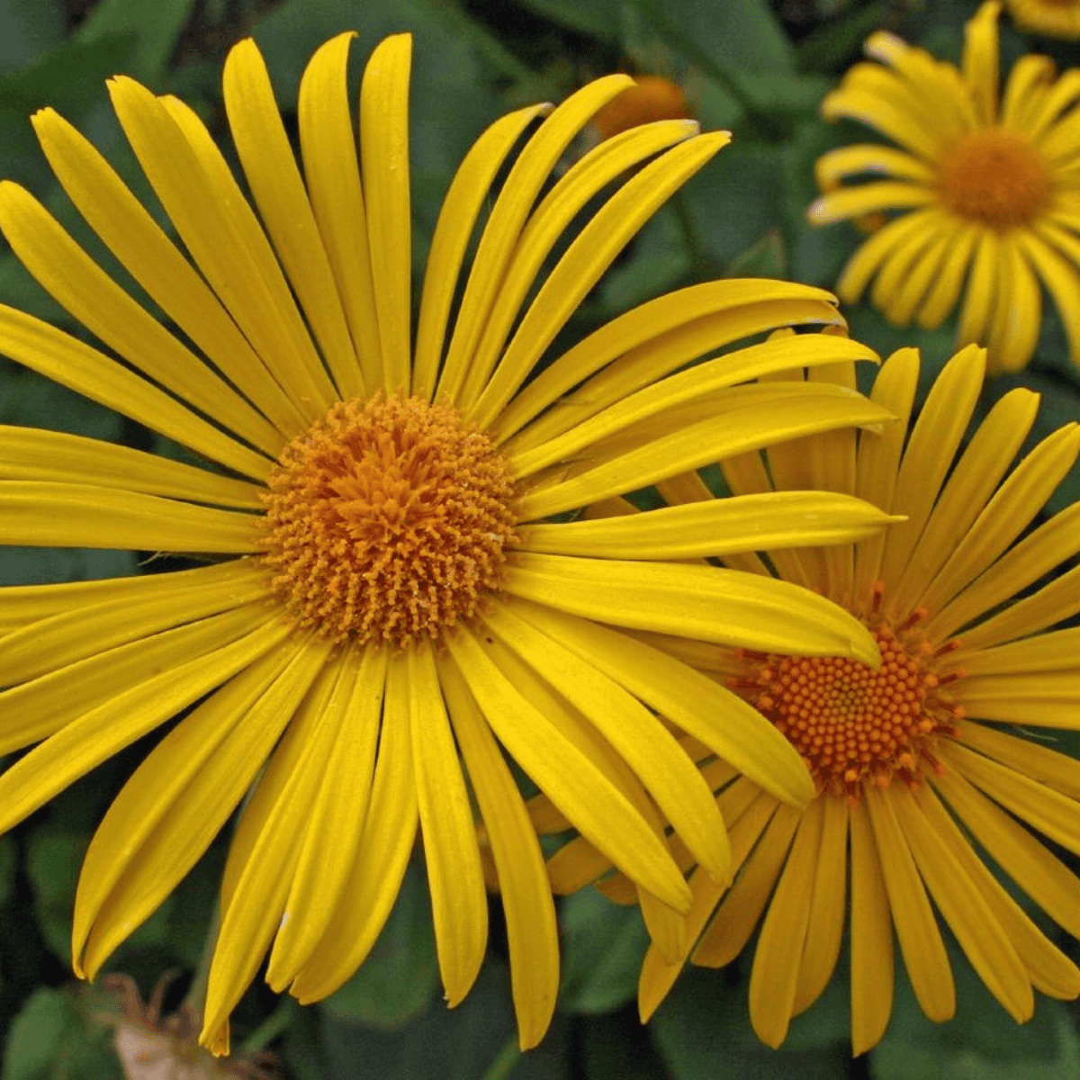 Inula, Elecampane Seeds