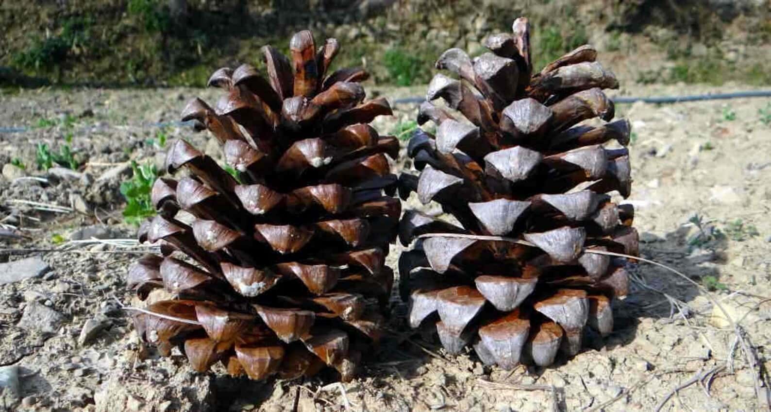 Roxburghii pine big cones Seeds