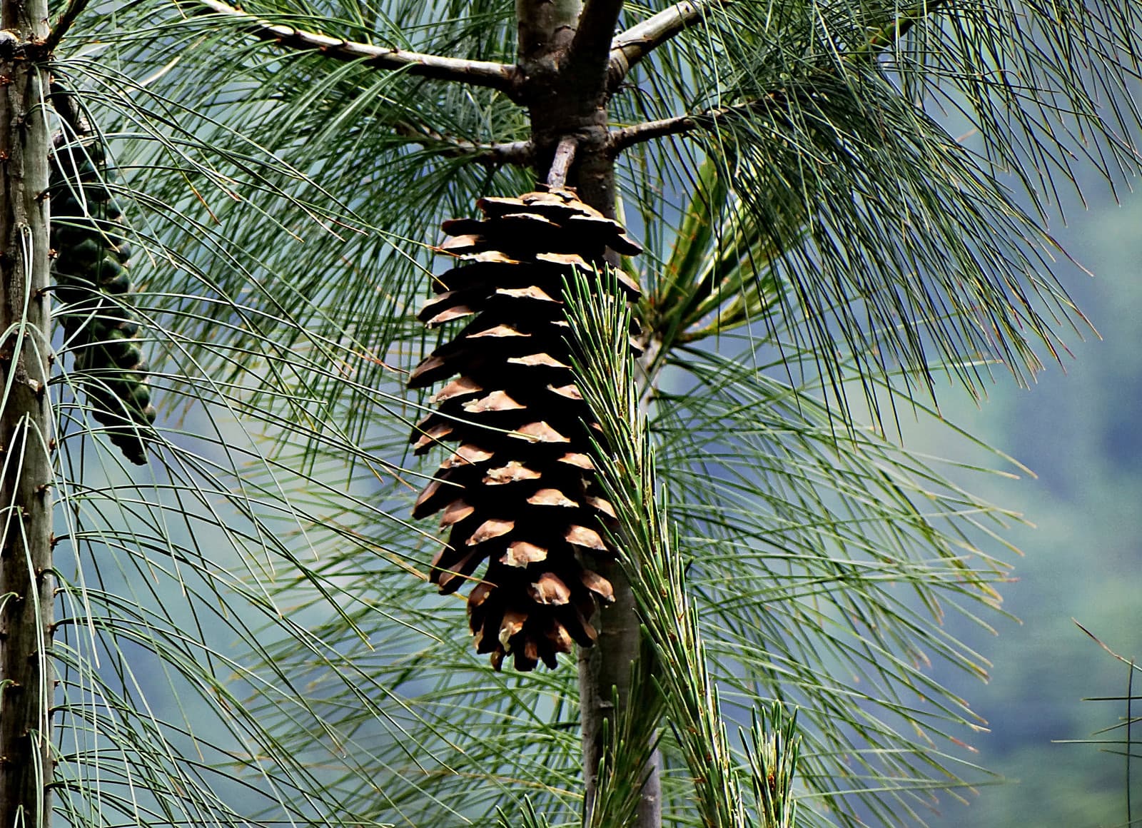Reference image for Pinus wallichiana