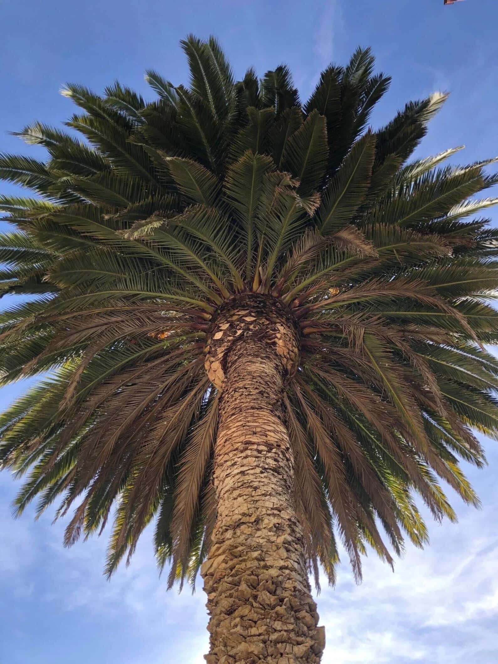 Phoenix canariensis Seeds
