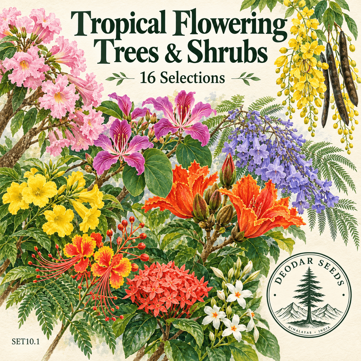 Tropical Flowering Tree & Shrub Collection, 16 Seed Varieties