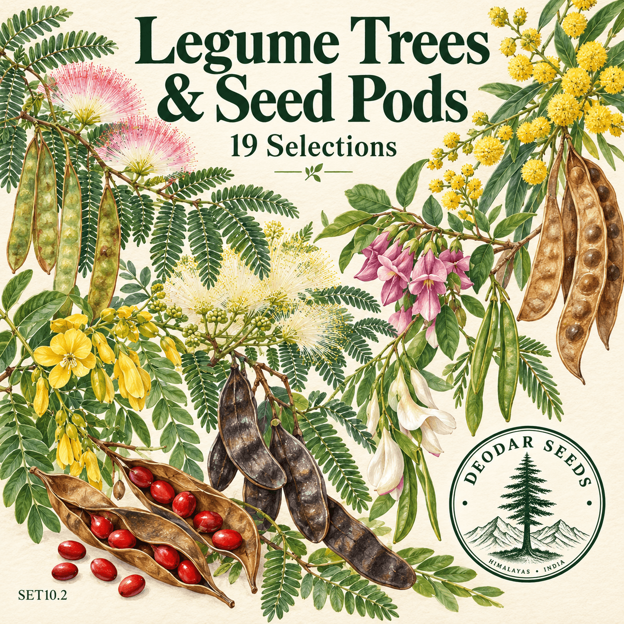 Legume Tree & Seed Pod Collection, 19 Seed Varieties