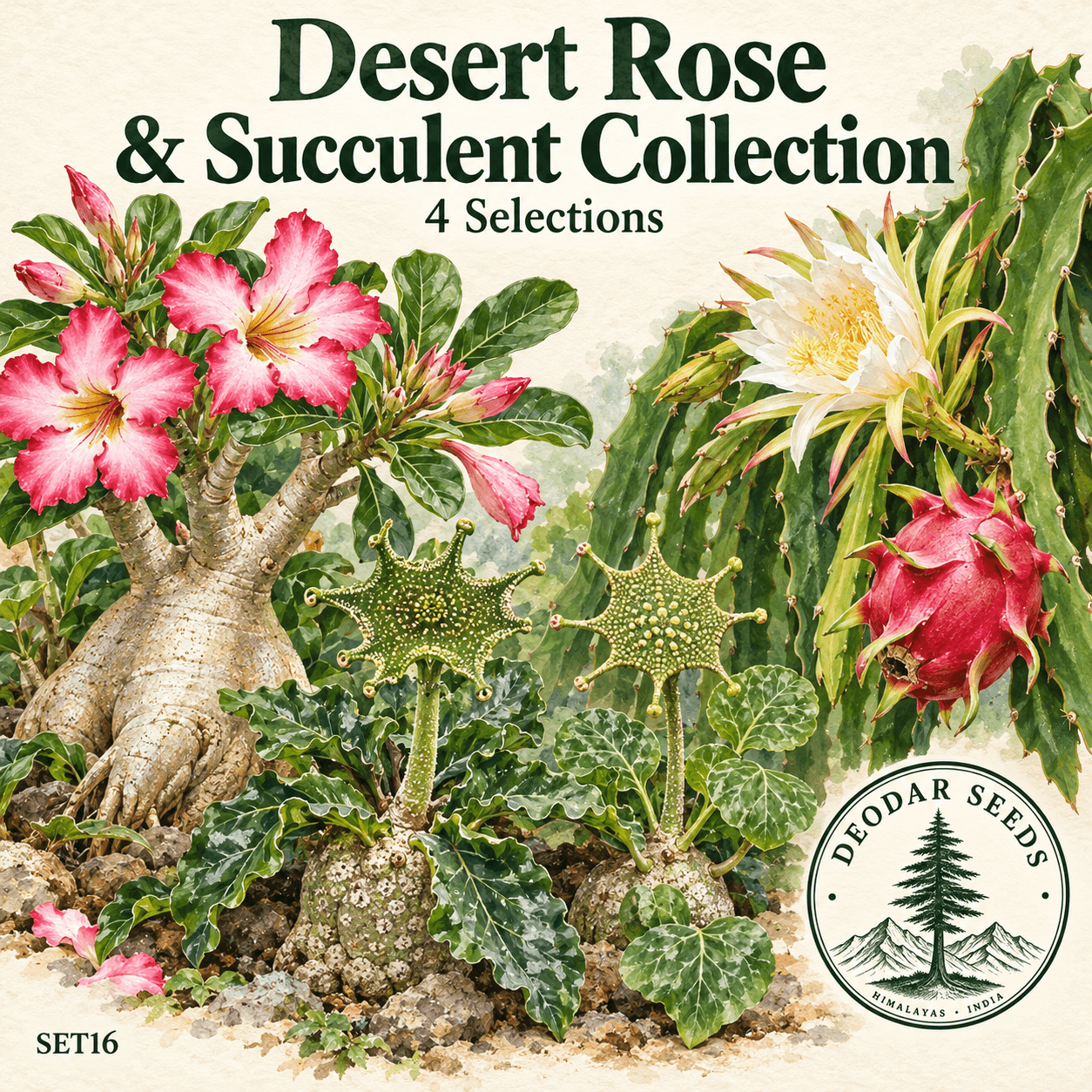 Desert Rose & Succulent Collection, 4 Seed Varieties