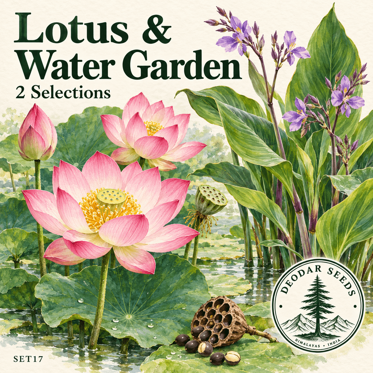Lotus & Water Lily Collection, 2 Seed Varieties