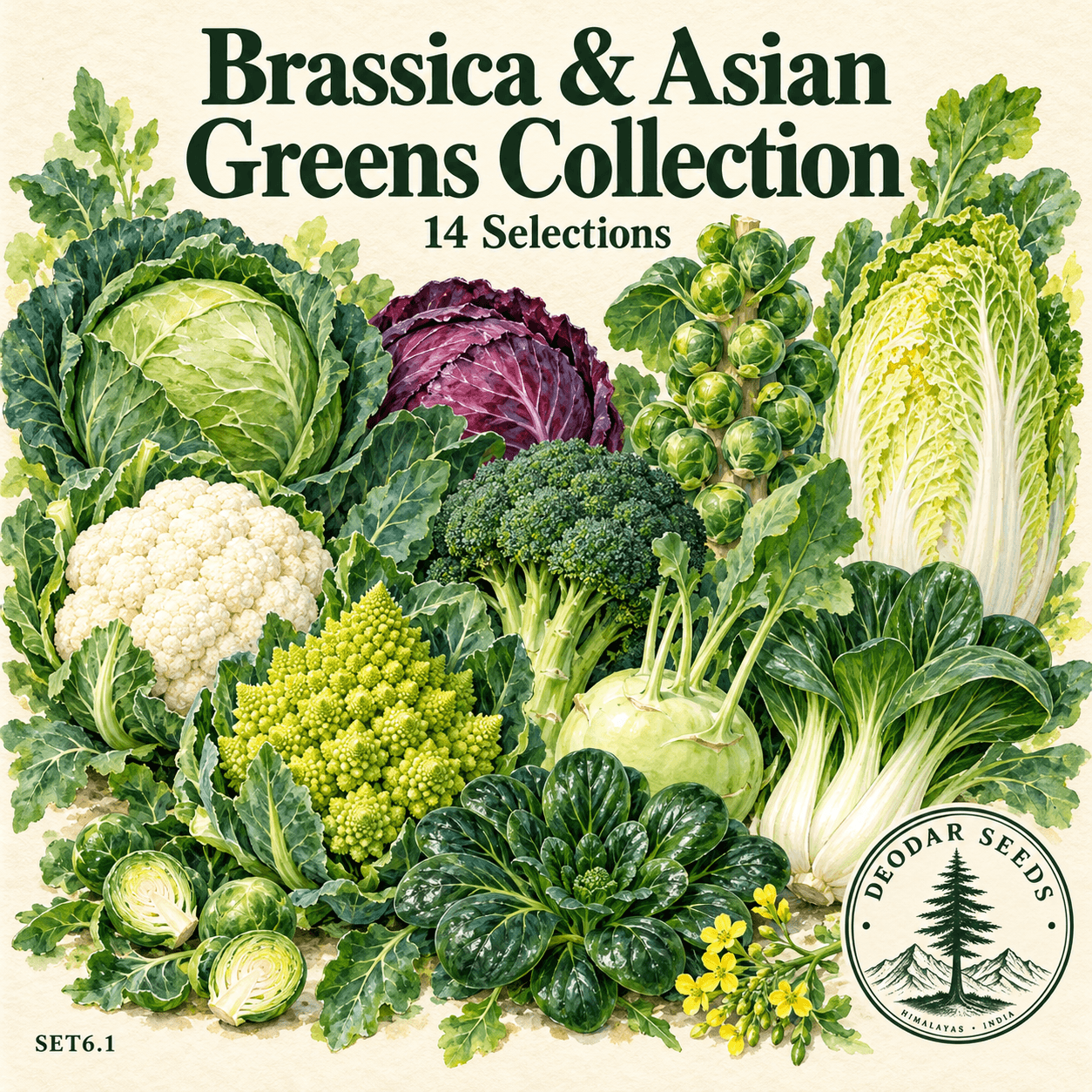 Brassica & Asian Greens Collection, 14 Seed Varieties