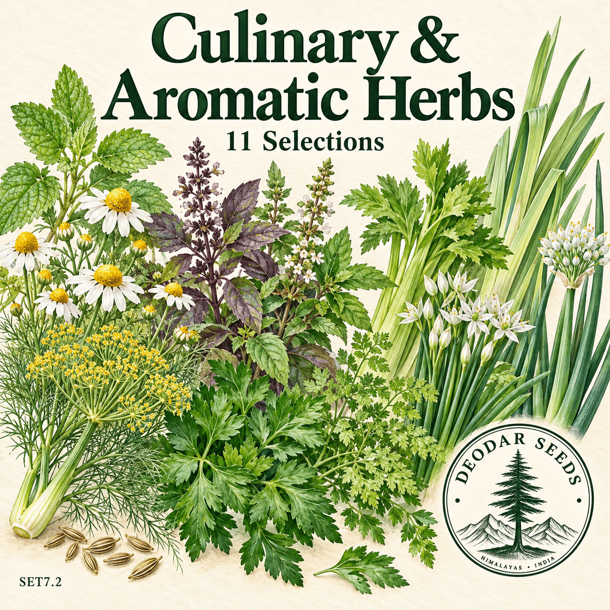 Culinary & Aromatic Herb Collection, 11 Seed Varieties