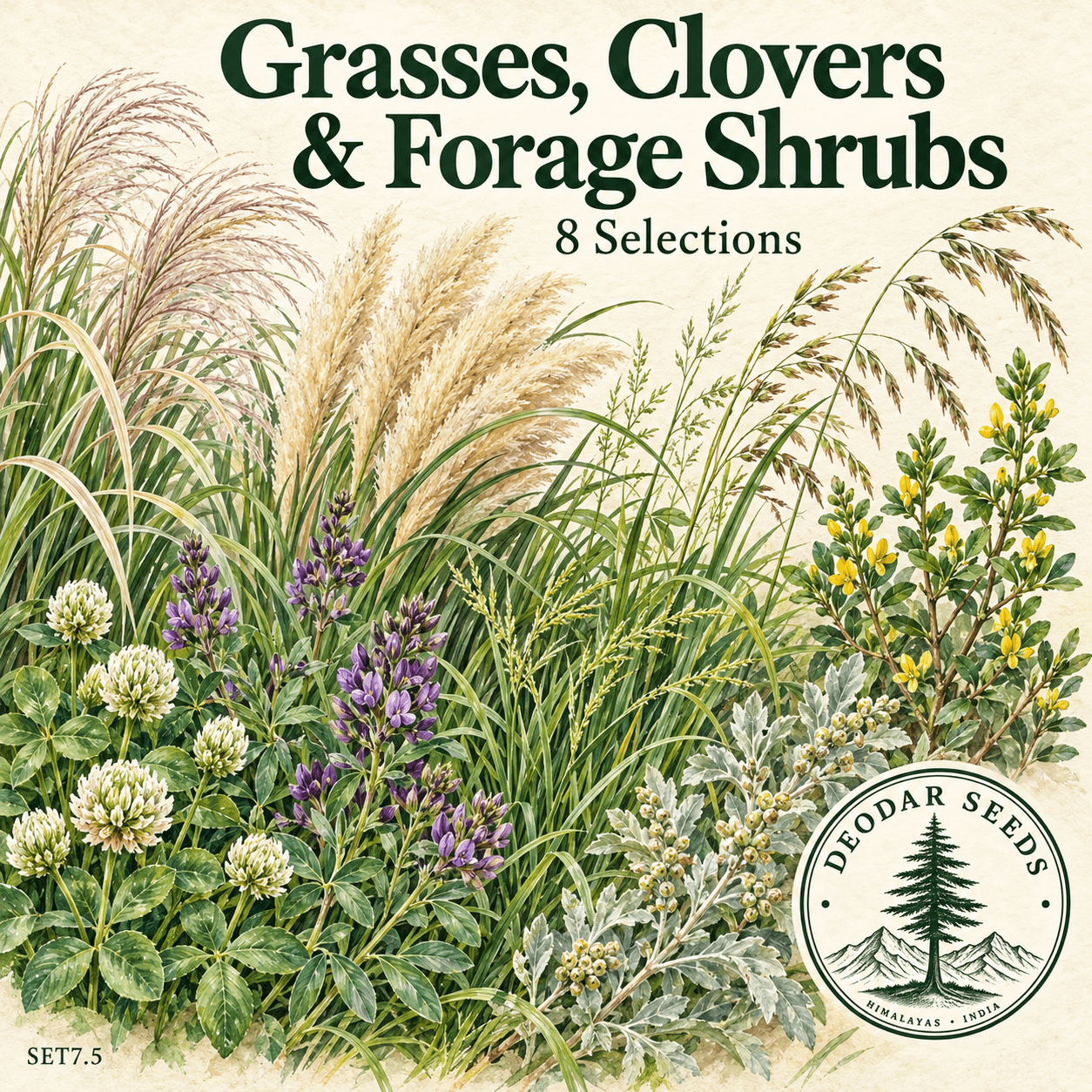 Grasses Clovers & Forage Shrubs Collection, 8 Seed Varieties