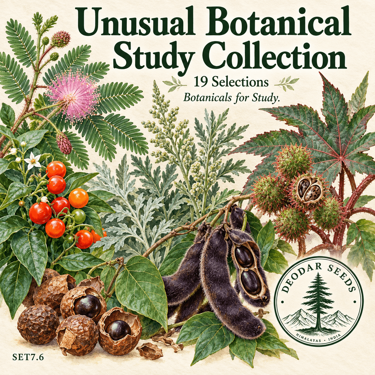 Unusual Botanical Study Collection, 19 Seed Varieties
