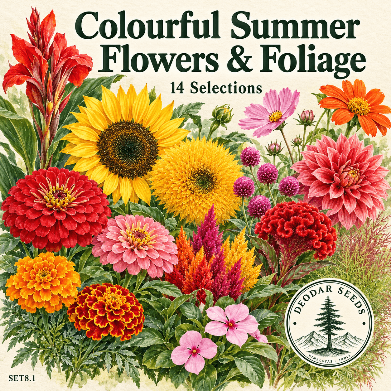 Colourful Summer Flowers & Foliage, 14 Seed Varieties