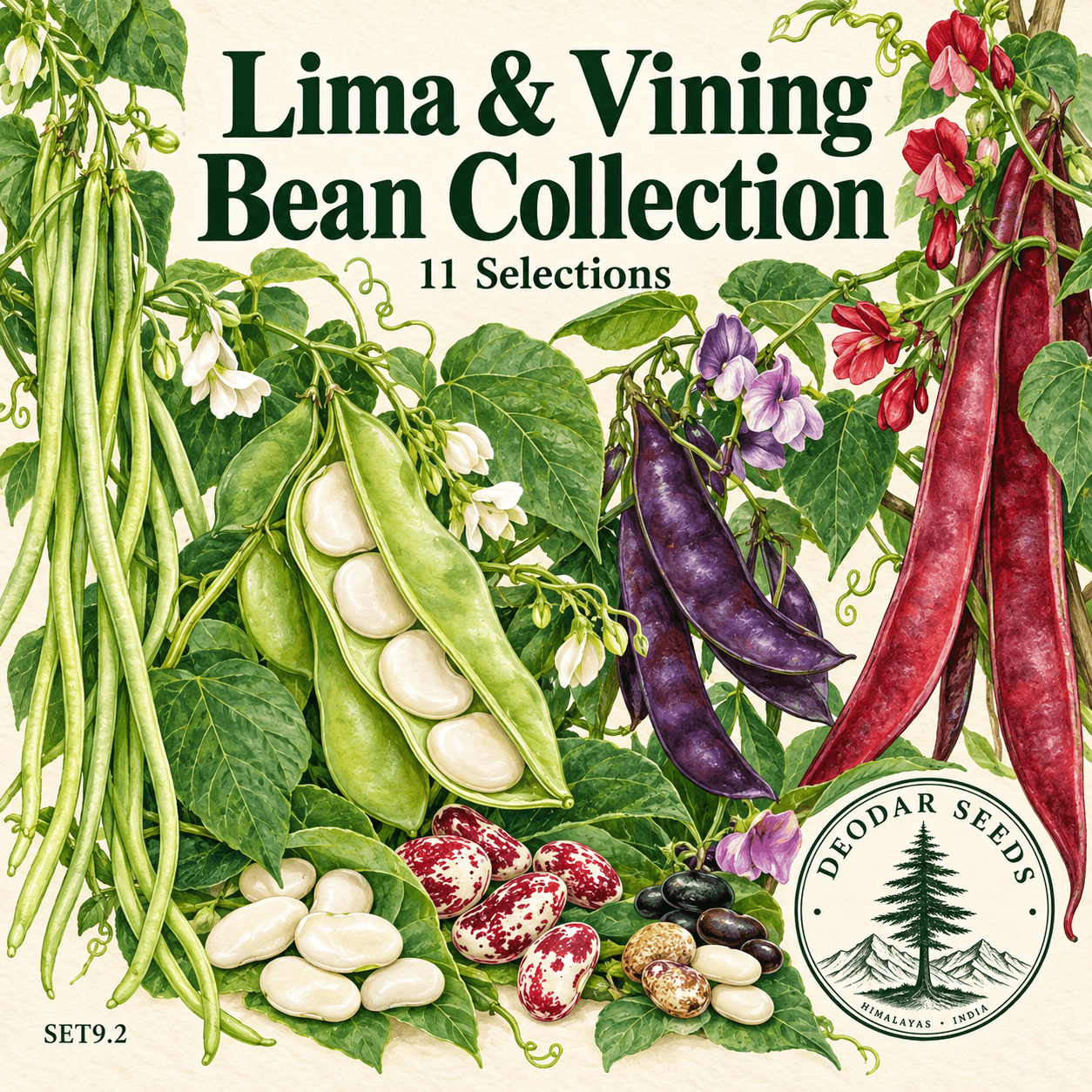 Lima & Vining Bean Collection, 11 Seed Varieties
