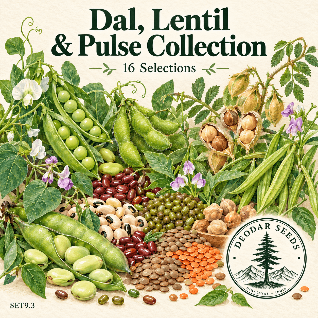 Dal Lentil & Pulse Collection, 16 Seed Varieties