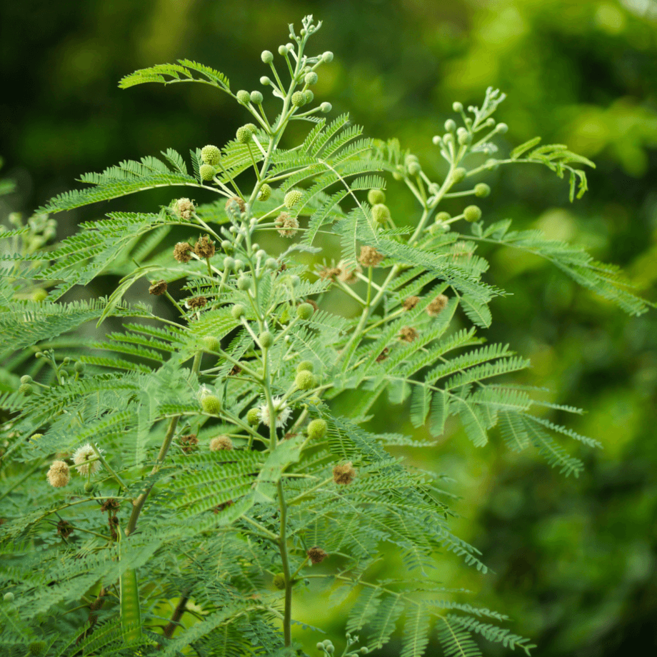 Leucaena seeds growing guide