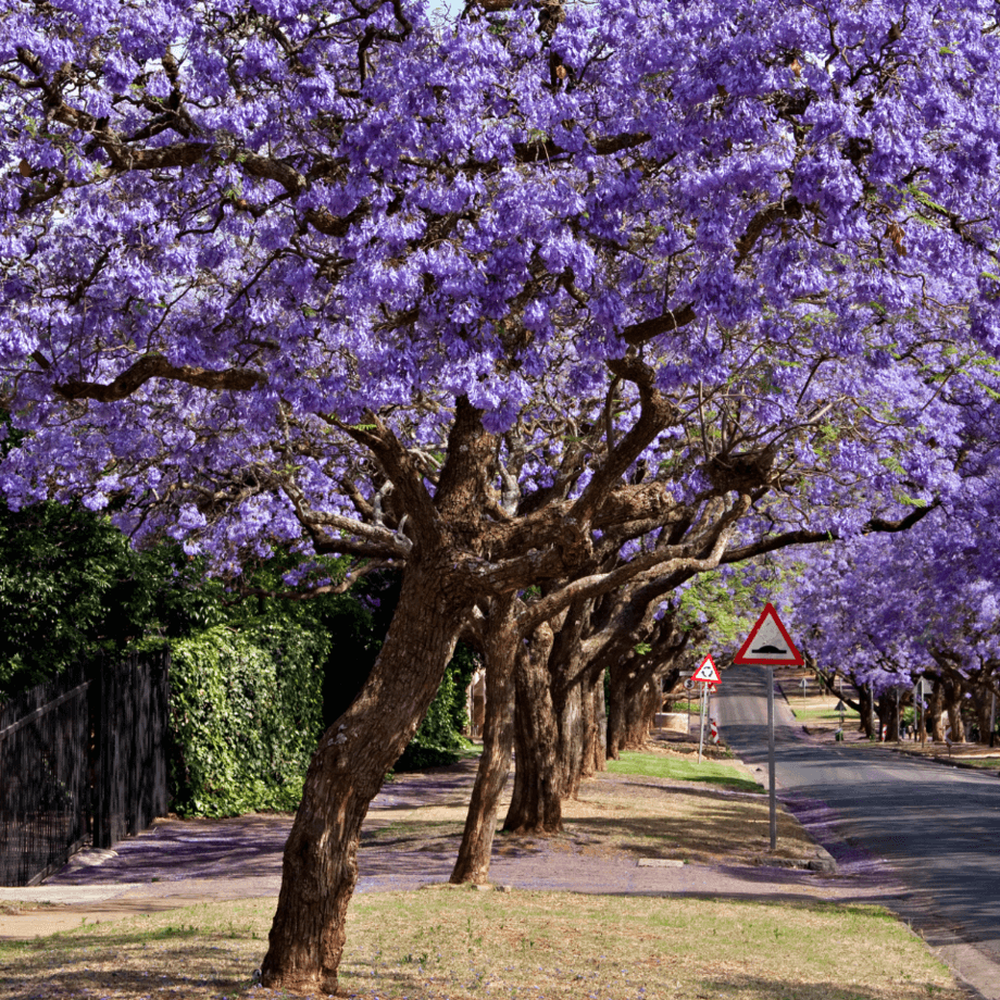 Jacaranda seeds growing guide