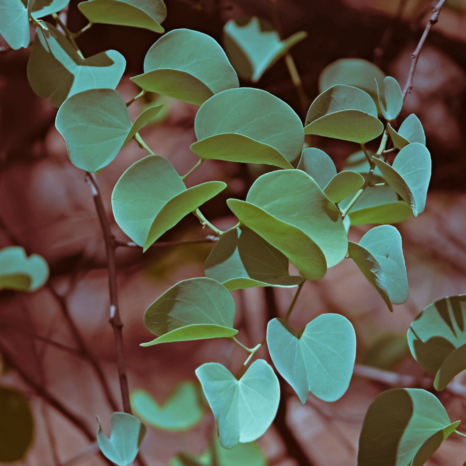 Hardwickia binata seeds growing guide