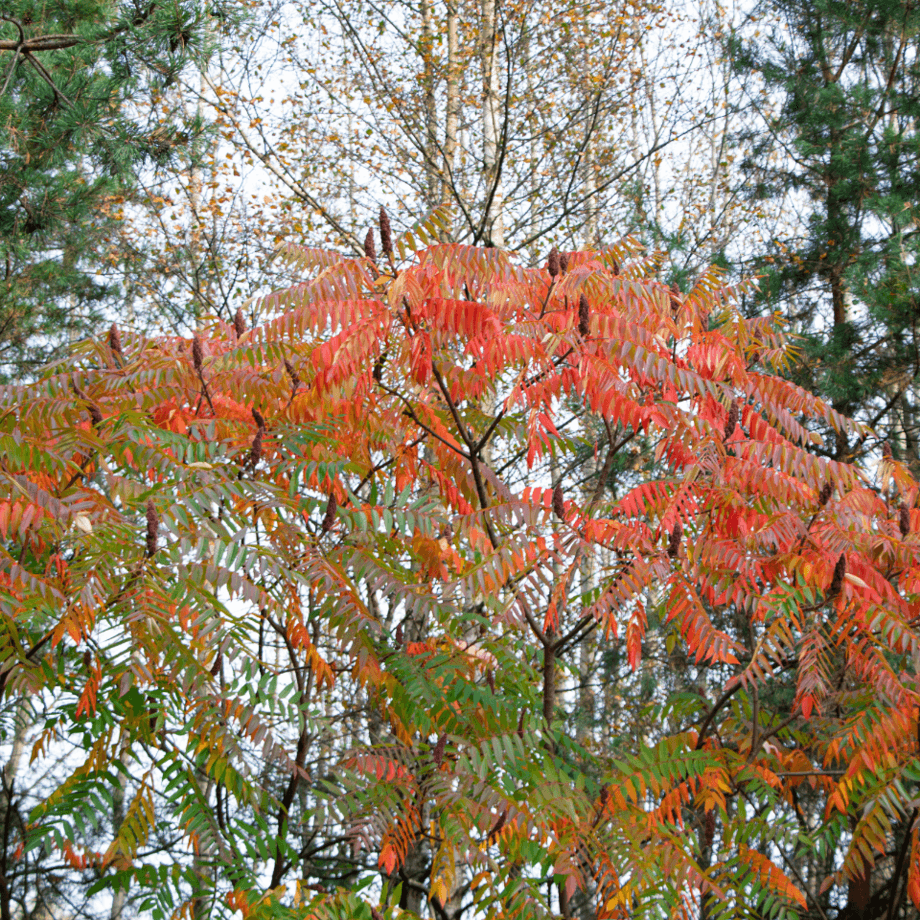 Ailanthus seeds growing guide