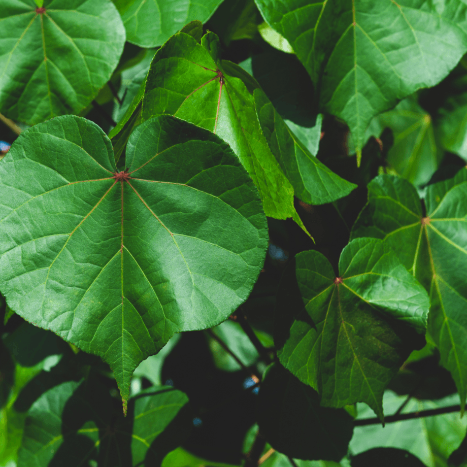 Thespesia seeds growing guide